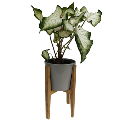 Baycraft Studio Handmade Wooden Plant Stand and Pot