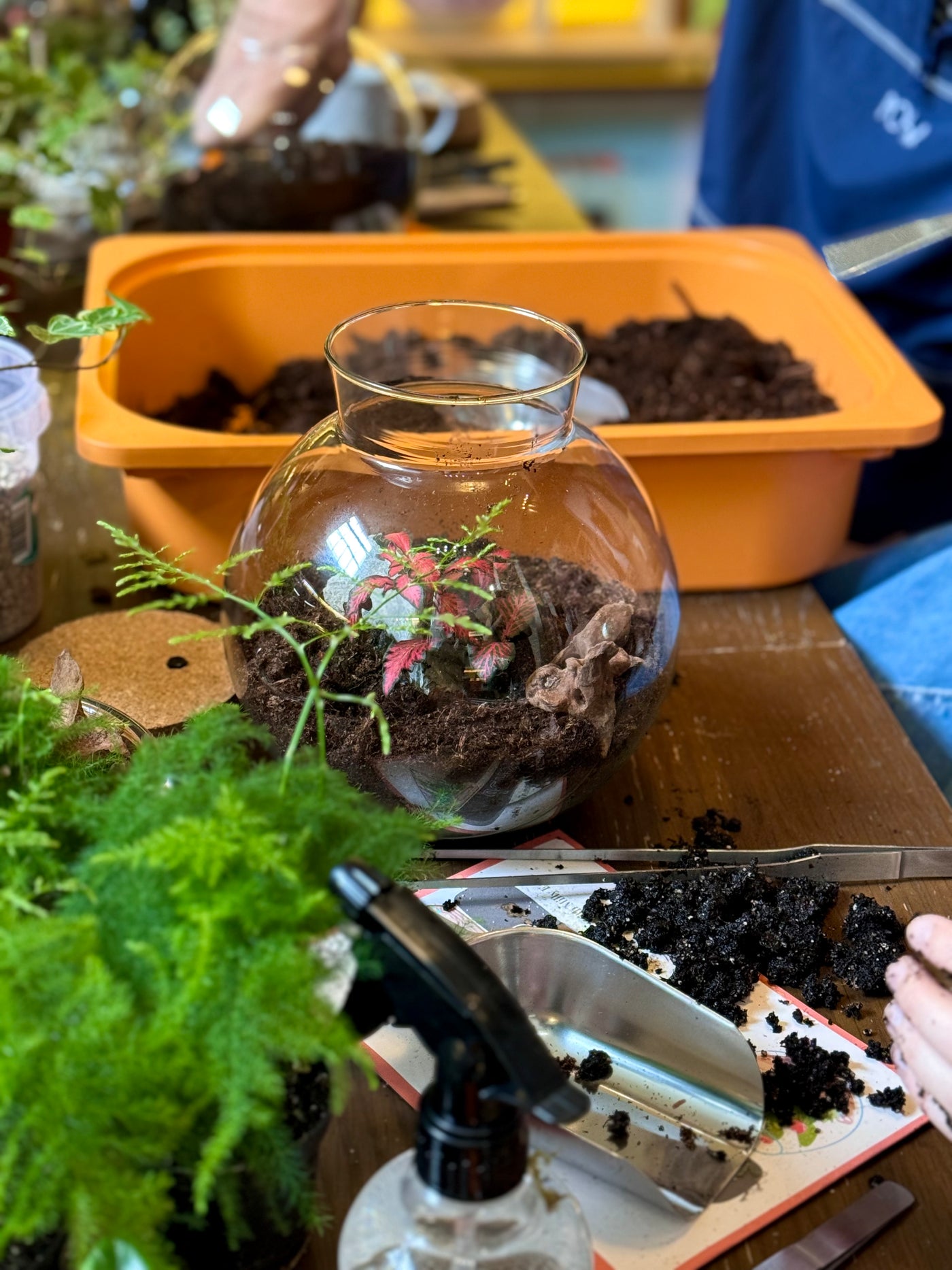 Closed Terrarium Workshop | Sunday 6th July @ 11am - Radical Living