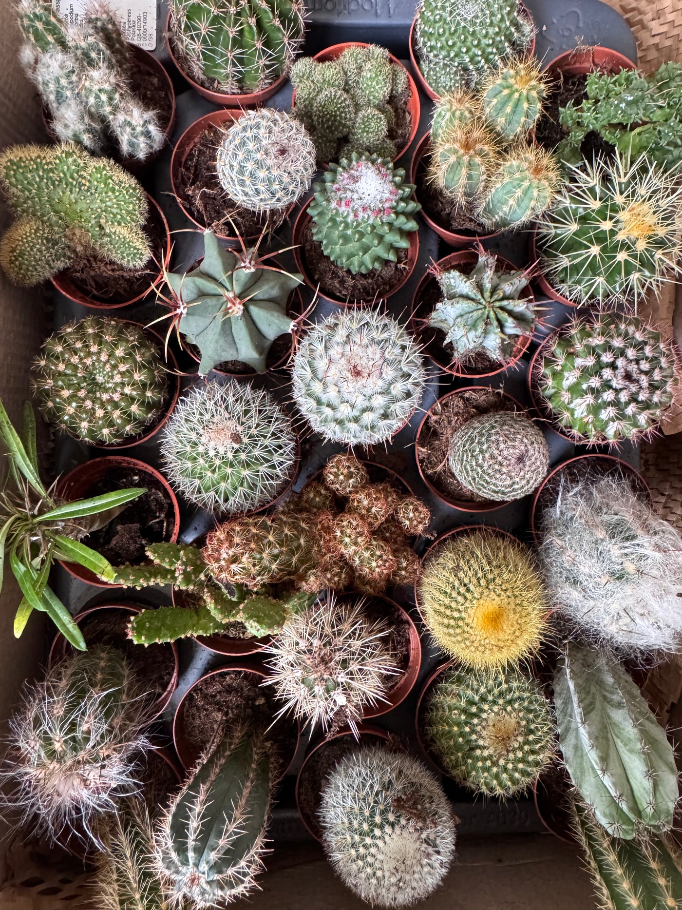 Desert in a Glass: Open Terrarium Workshop with Cacti & Succulents | Saturday 8th November @ 10am