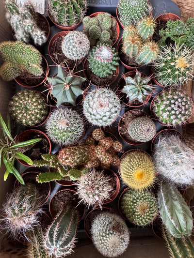 Desert in a Glass: Open Terrarium Workshop with Cacti & Succulents | Saturday 8th November @ 10am