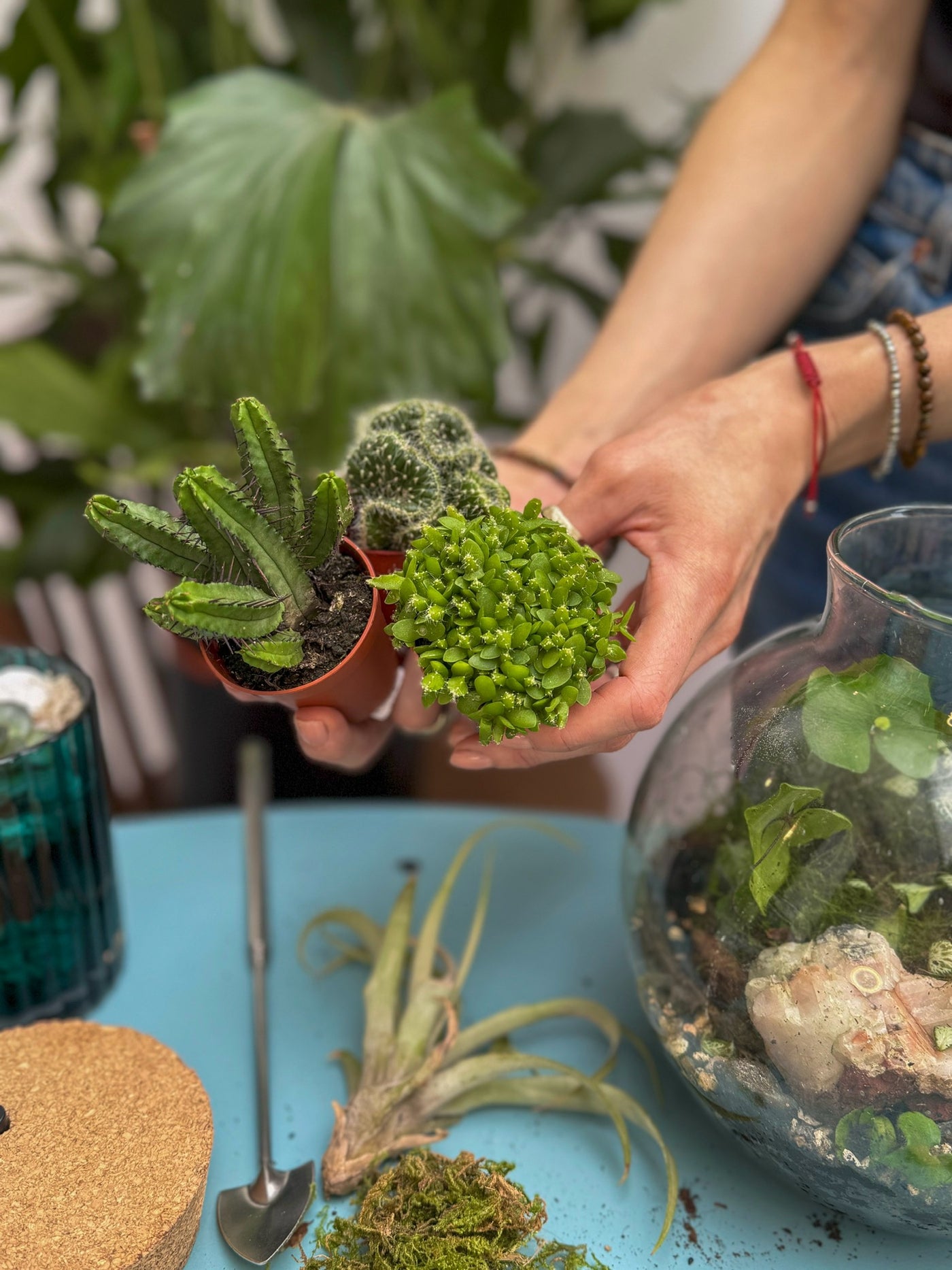 Cactus & Succulent Terrarium Workshop | Saturday 3rd May @ 10am - Radical Living