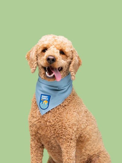 Scouts Honour Sky Blue Bandana for Dogs  - Radical Living