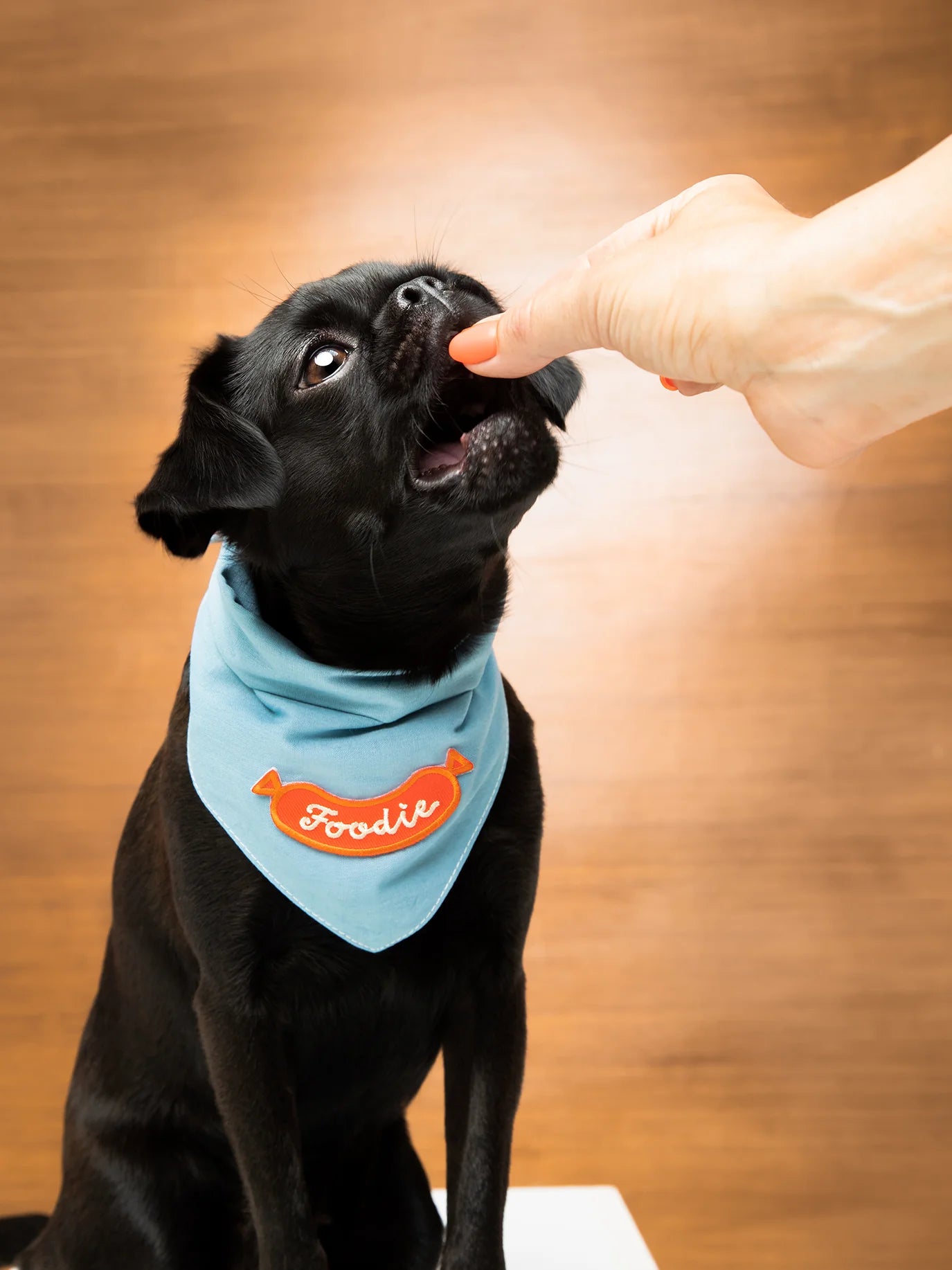 Scouts Honour Sky Blue Bandana for Dogs  - Radical Living