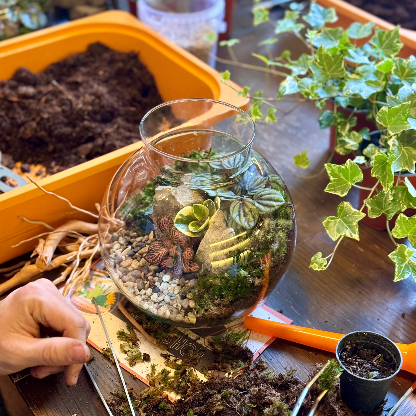 Closed Terrarium Workshop | Sunday 6th July @ 11am - Radical Living