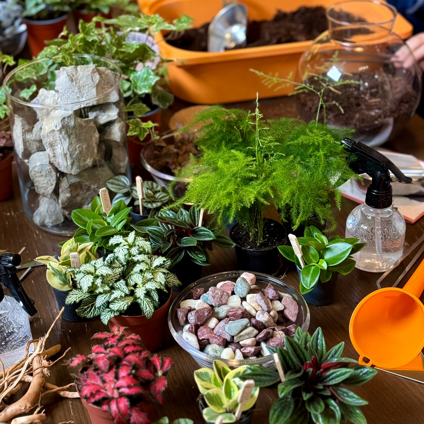 Closed Terrarium Workshop | Sunday 17th August @ 11am - Radical Living