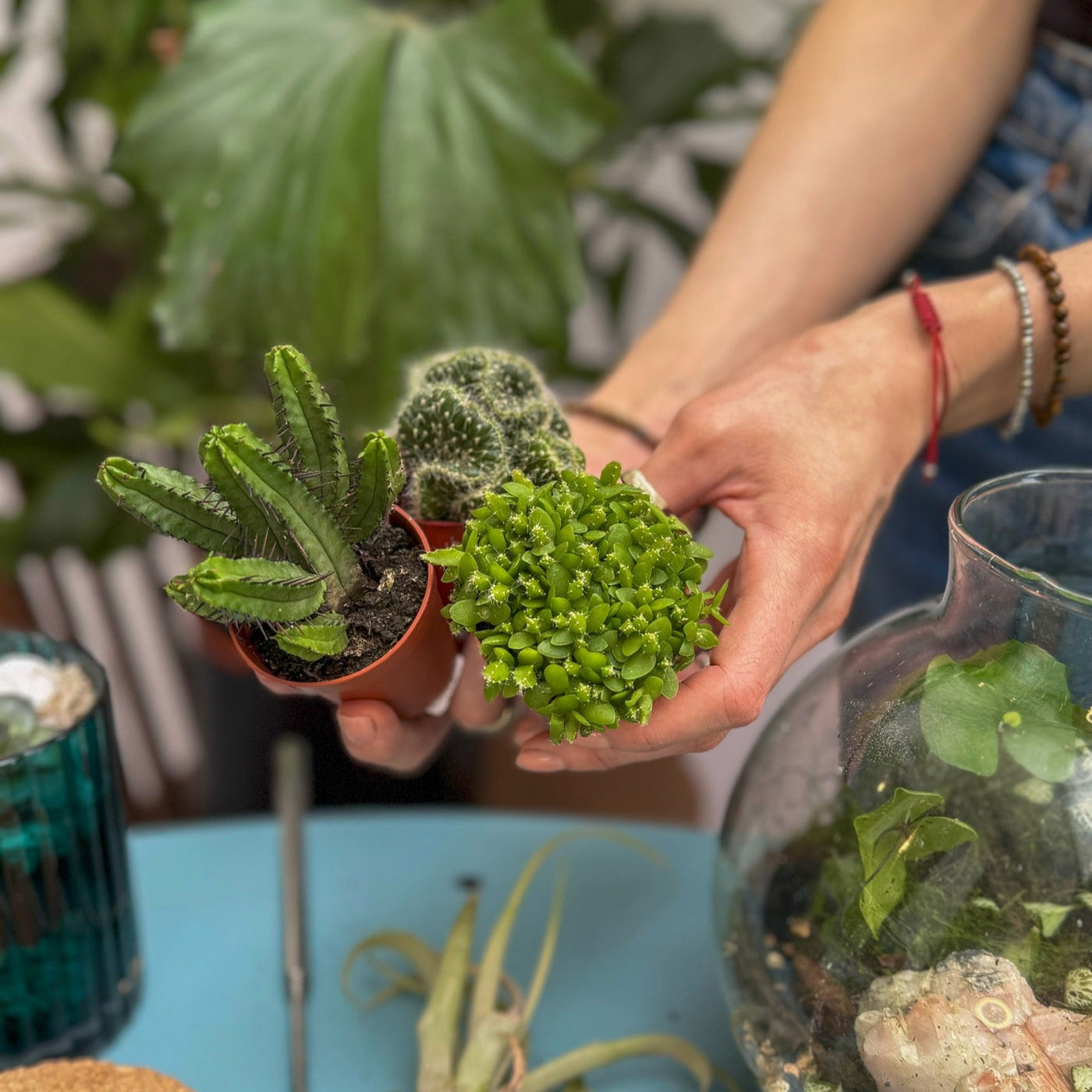 Person holding a small green succulent plant with a background of other plants and gardening tools.