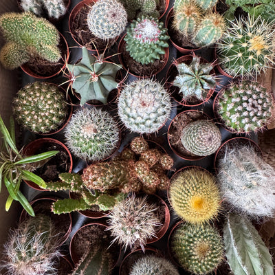 Collection of various cacti and succulents in pots on a wooden surface