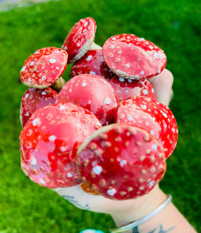 Red mushrooms with white spots held by a person against a green grass background