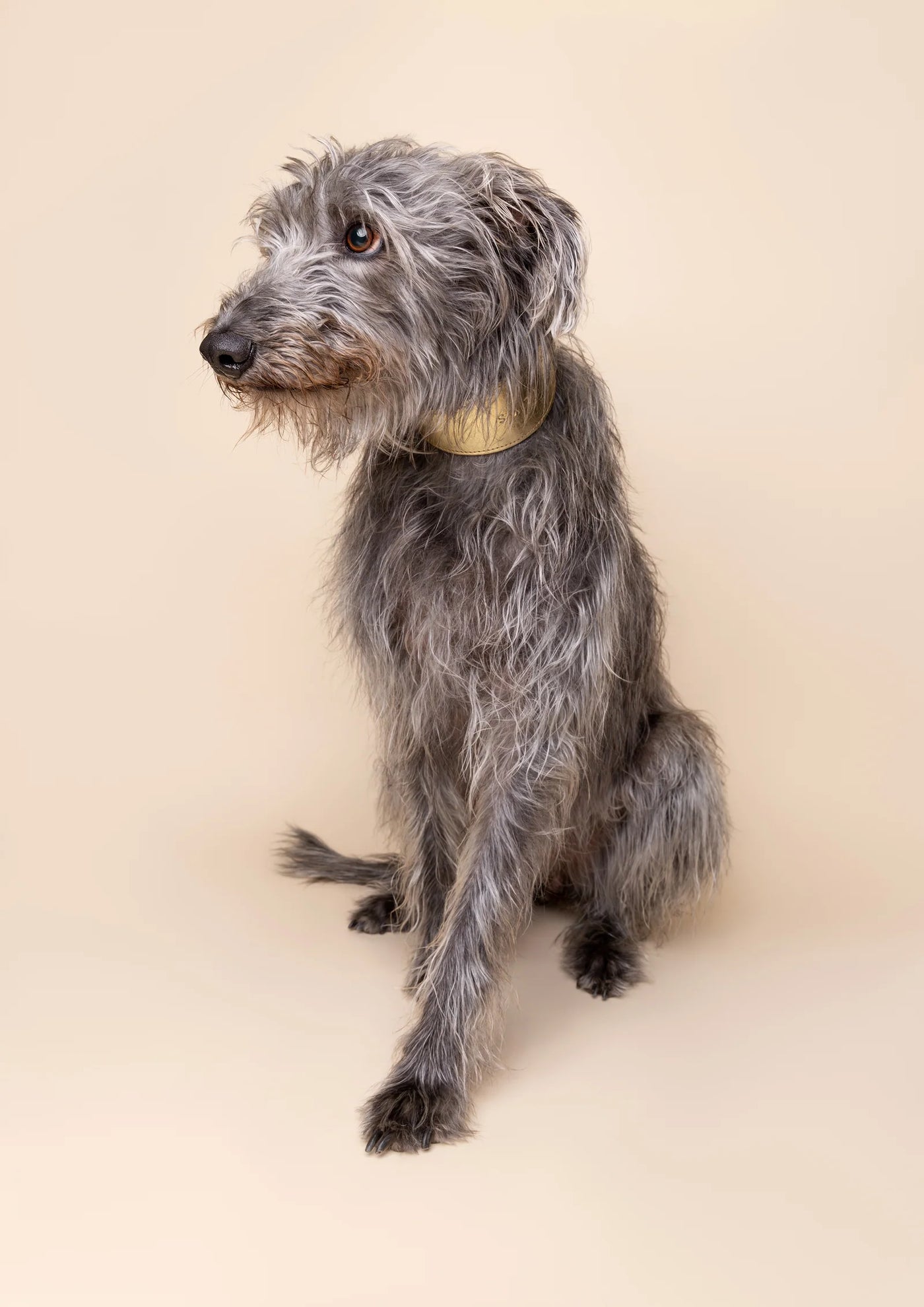 Gray wolfhound dog sitting on a beige background
