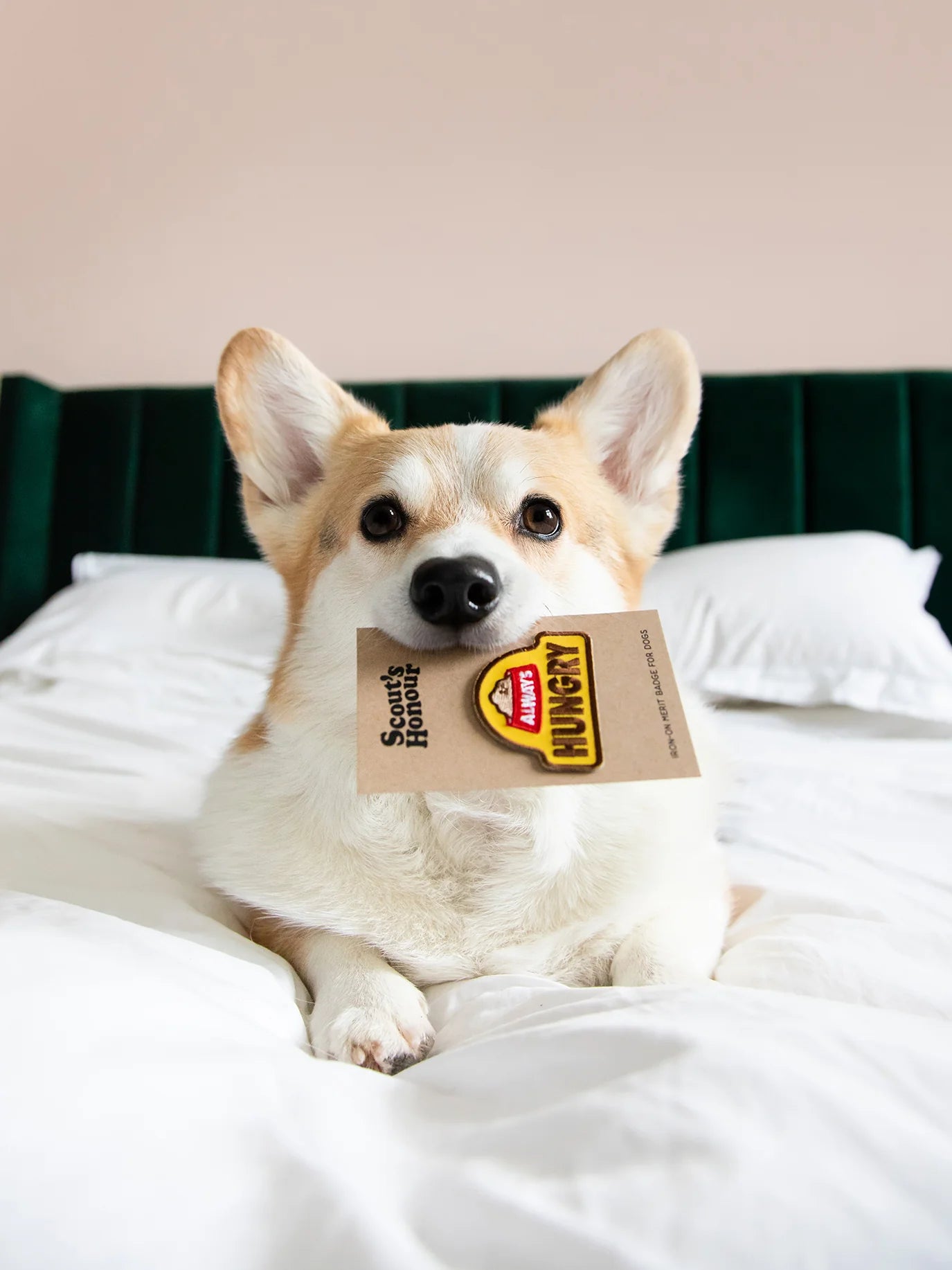 Scouts Honour Always Hungry Iron-on Patch for Dogs - Radical Living