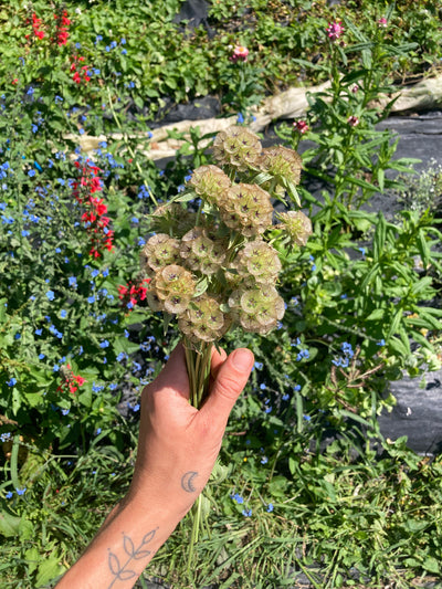 A Merry Bunch Dried Flower Bouquet