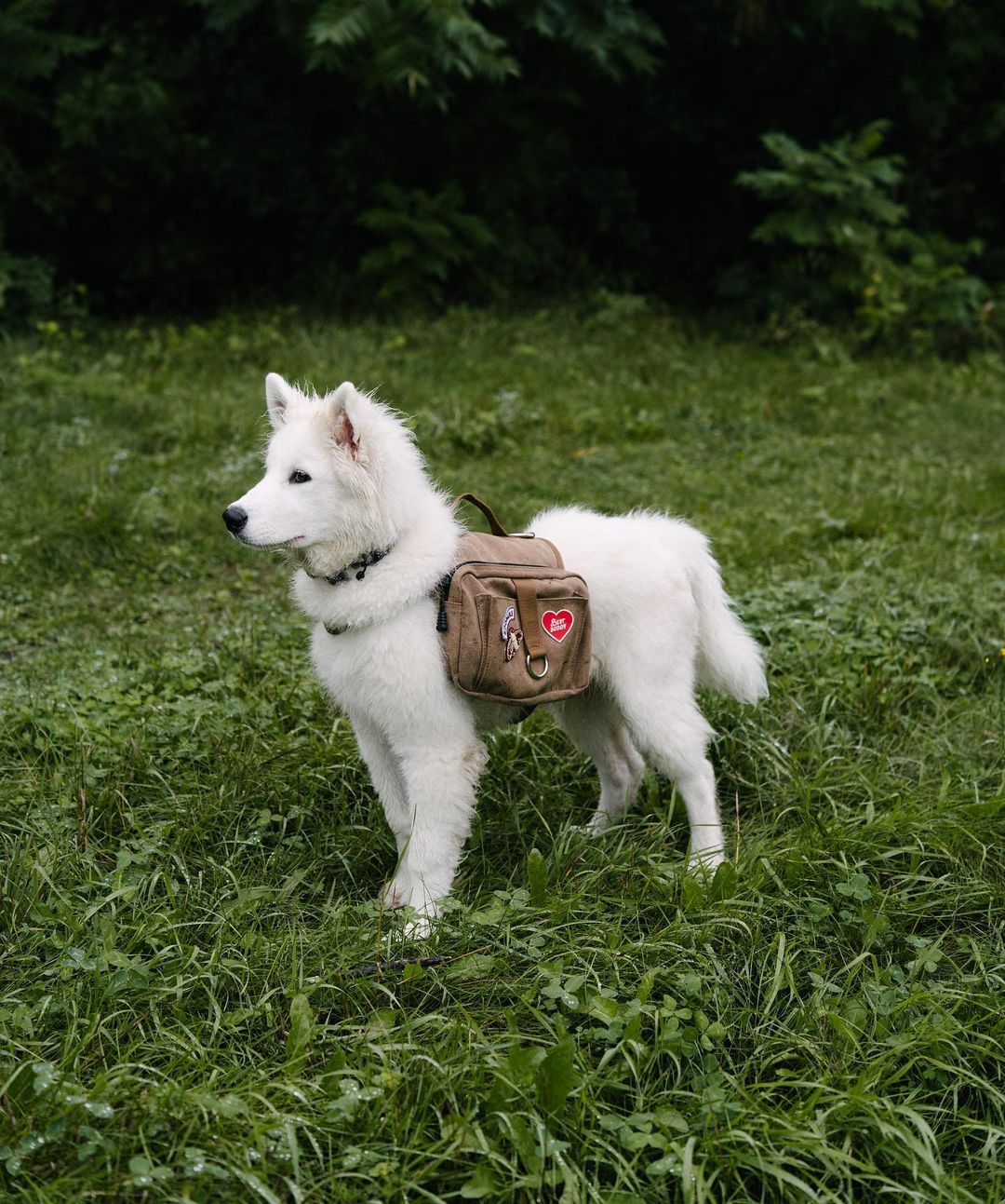 Scouts Honour Best Buddy Iron-on Patch for Dogs. - Radical Living 