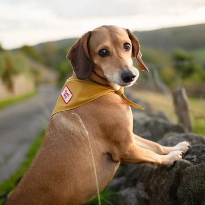 Scouts Honour Good Boy Iron-on Patch for Dogs - Radical Living