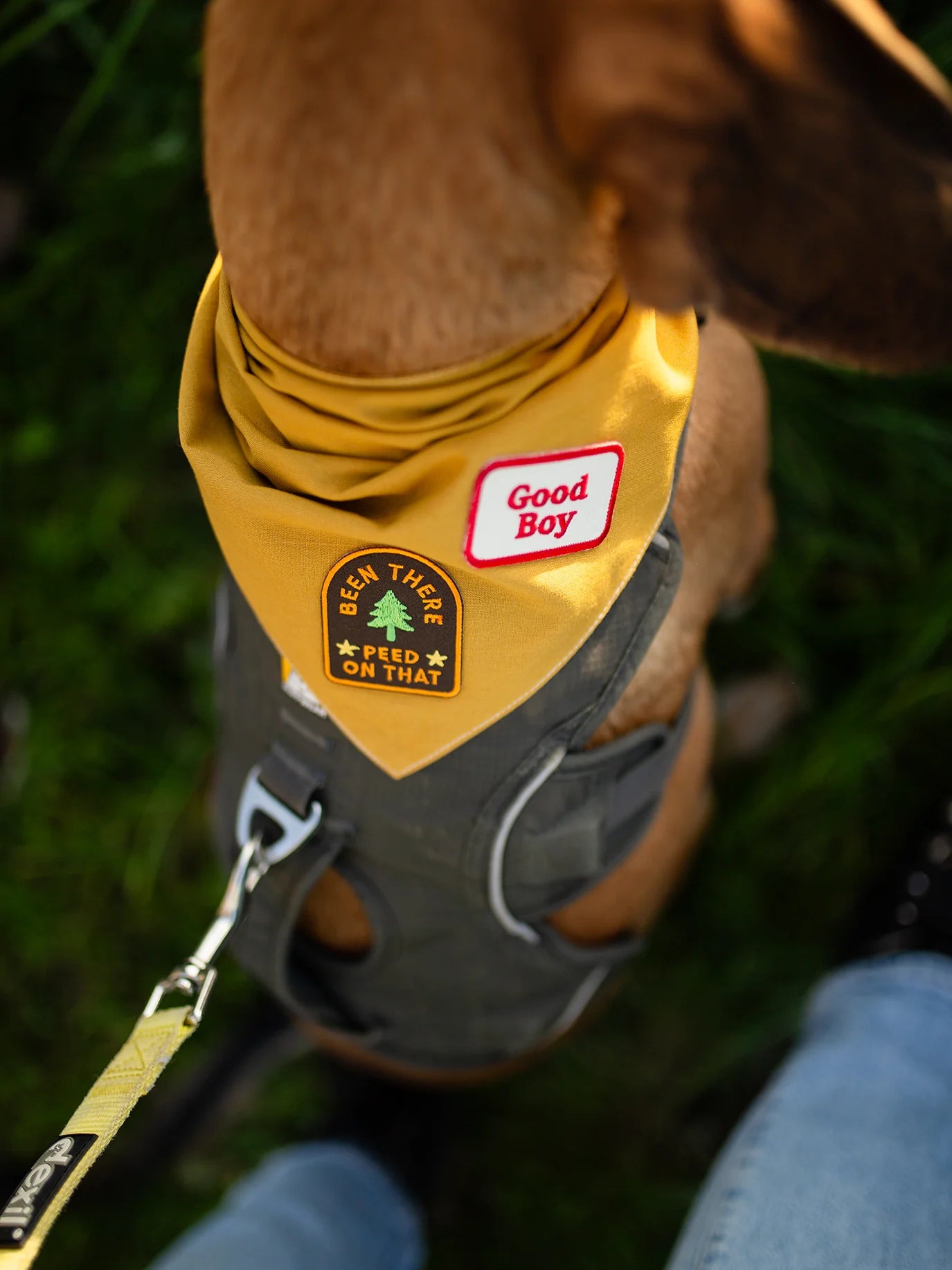 Scouts Honour Good Boy Iron-on Patch for Dogs - Radical Living