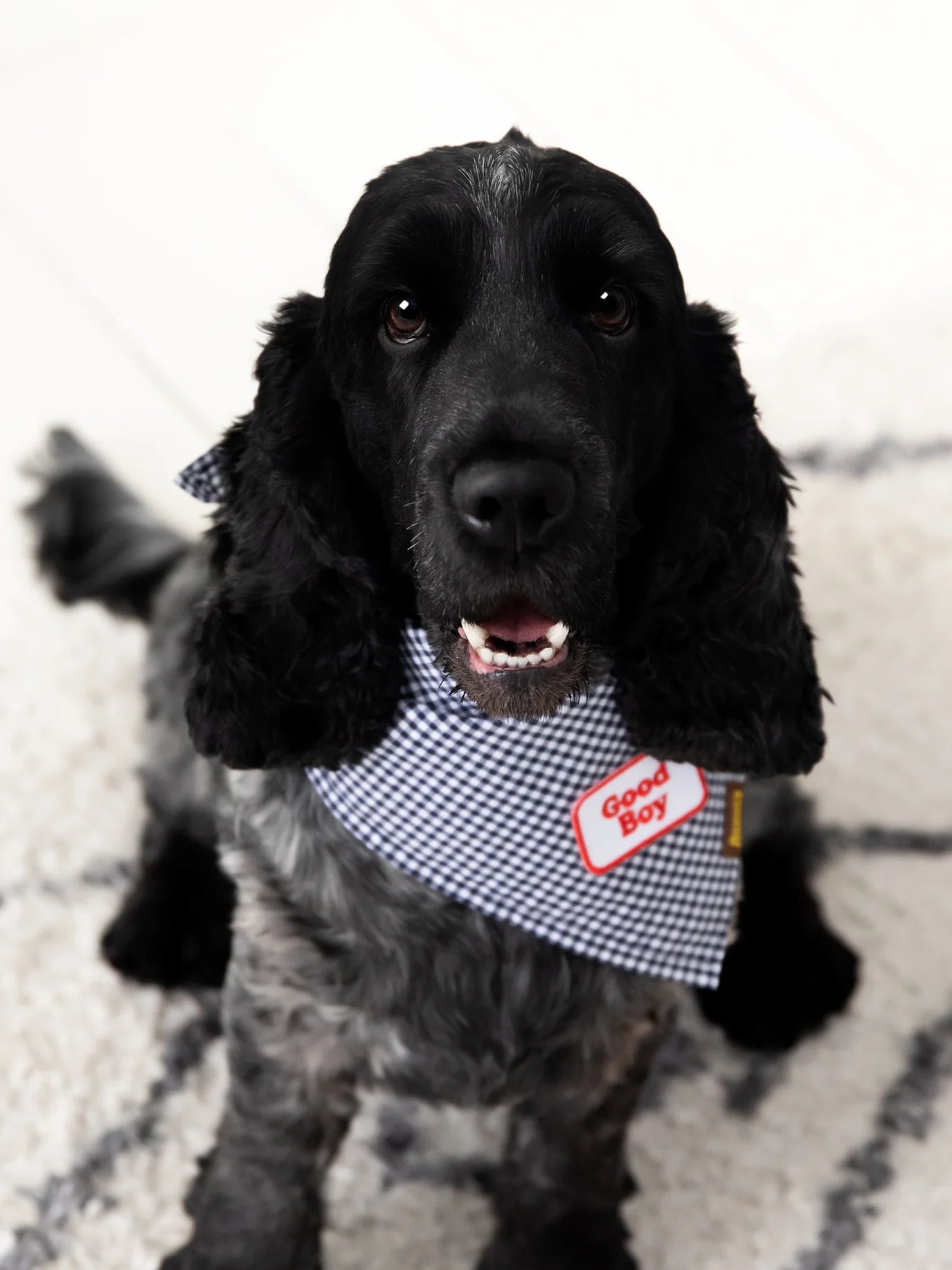 Scouts Honour Good Boy Iron-on Patch for Dogs - Radical Living