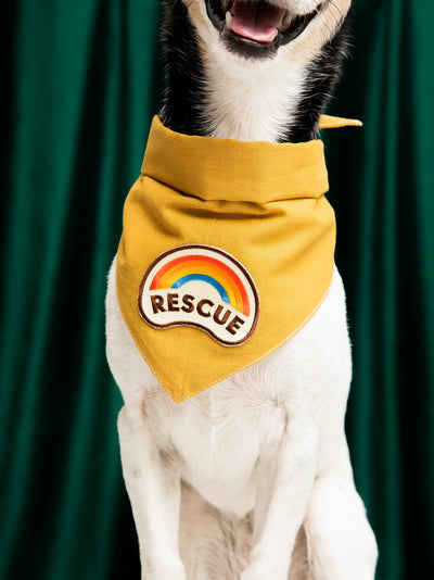 Scouts Honour Mustard Bandana for Dogs - Dogs Apparel - Radical Living