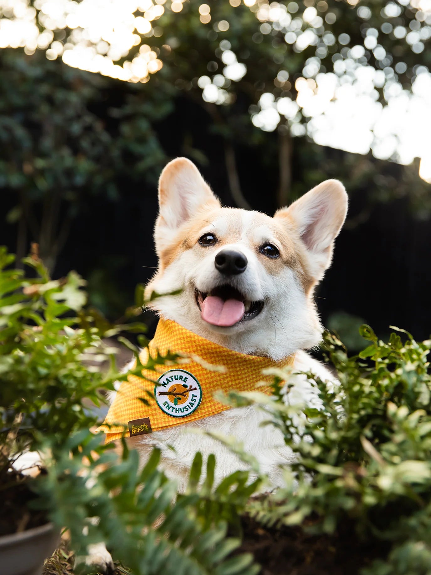 Scouts Honour Nature Enthusiast Iron-on Patch for Dogs - Radical Living 