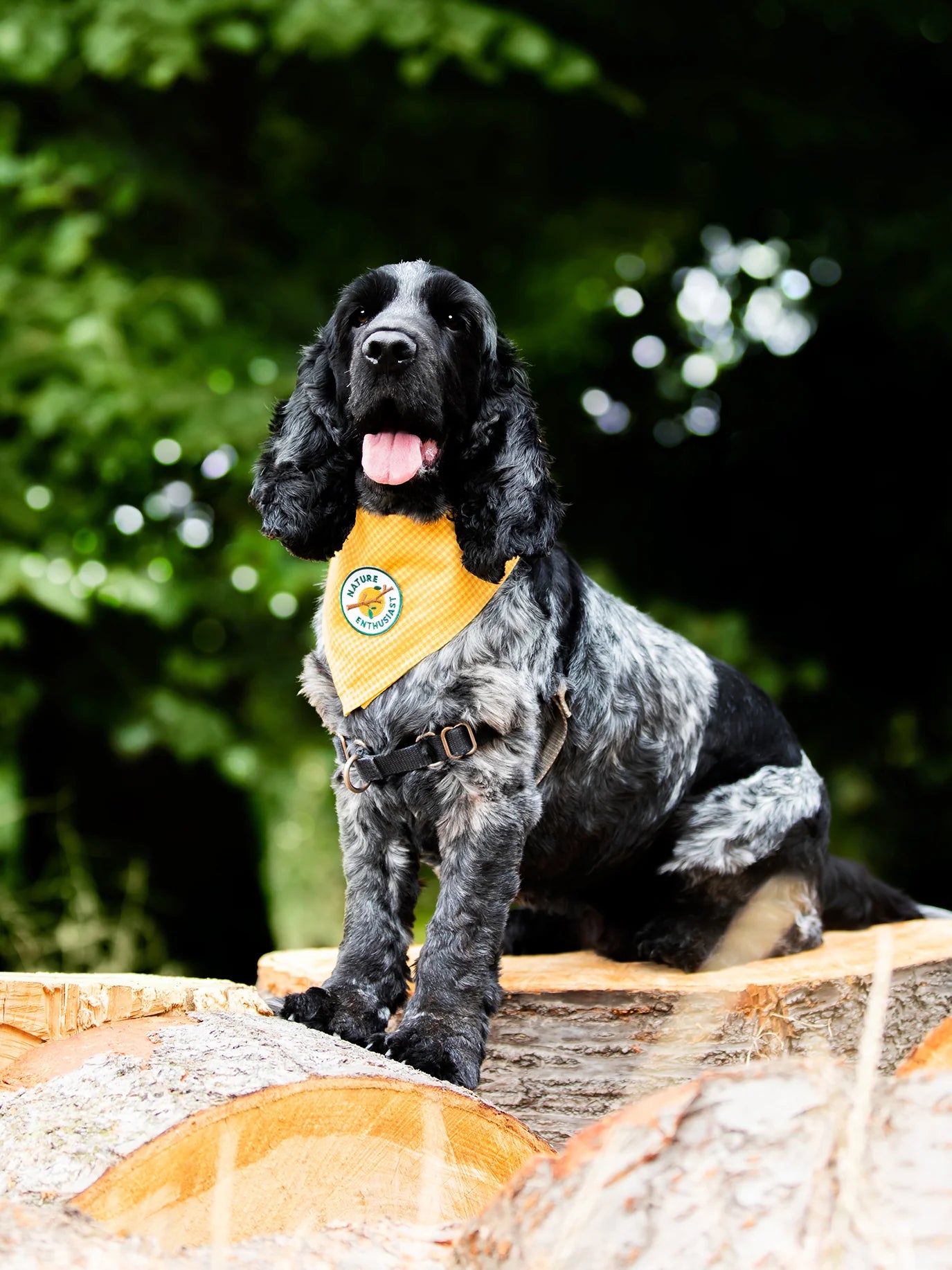 Scouts Honour Nature Enthusiast Iron-on Patch for Dogs - Radical Living 