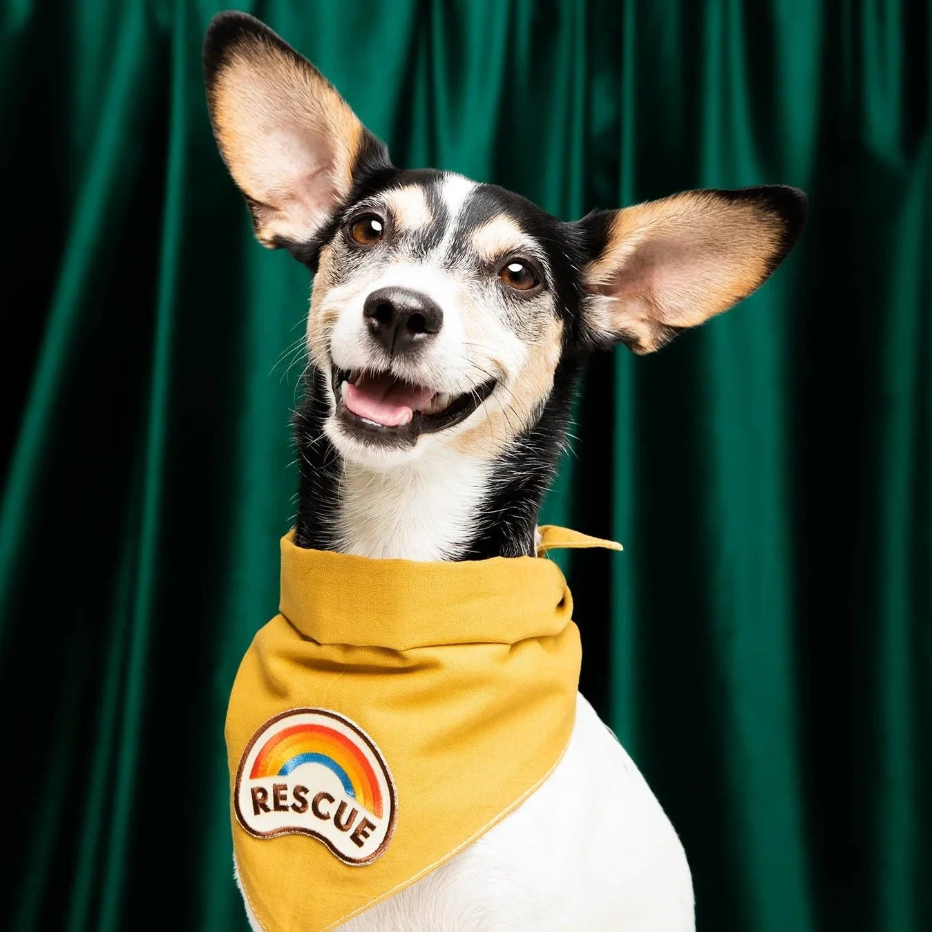 Scouts Honour Rescue Iron-on Patch for Dogs - Dog Apparel – Radical Living