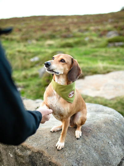 Scouts Honour Will Sit For Snacks Iron-on Patch for Dogs - Radical Living