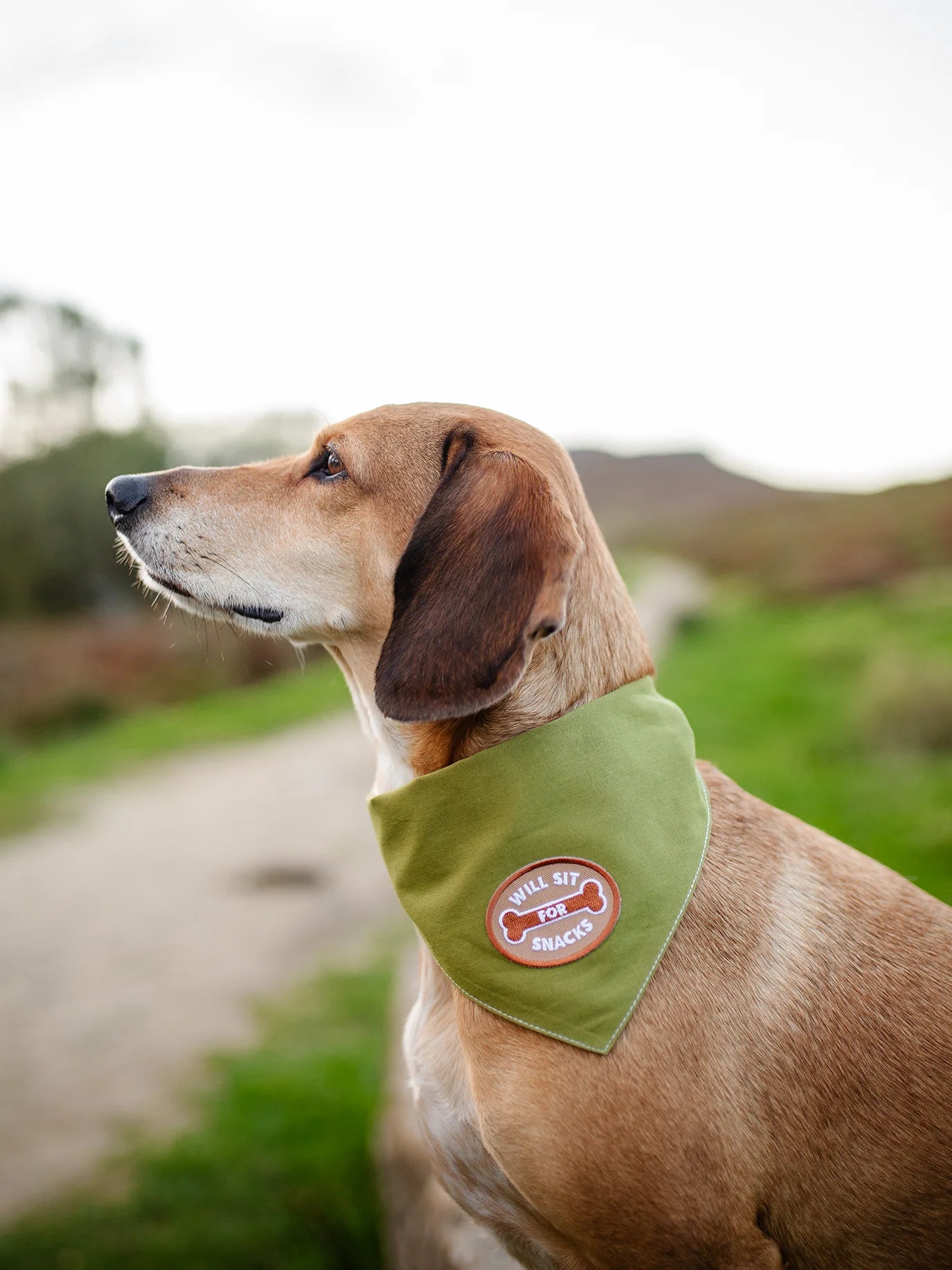 Scouts Honour Will Sit For Snacks Iron-on Patch for Dogs - Radical Living