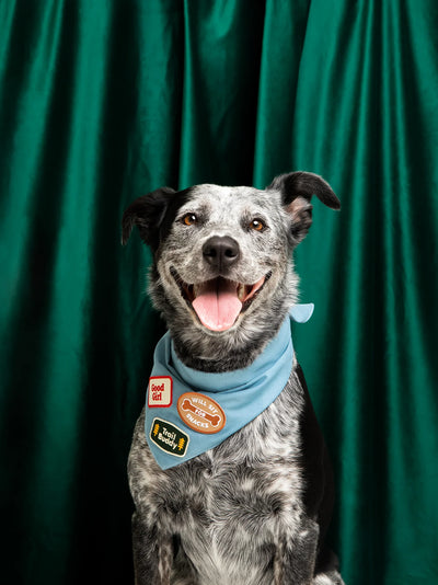 Scouts Honour Will Sit For Snacks Iron-on Patch for Dogs - Radical Living