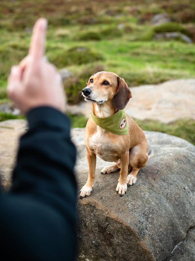 Scouts Honour Will Sit For Snacks Iron-on Patch for Dogs - Radical Living