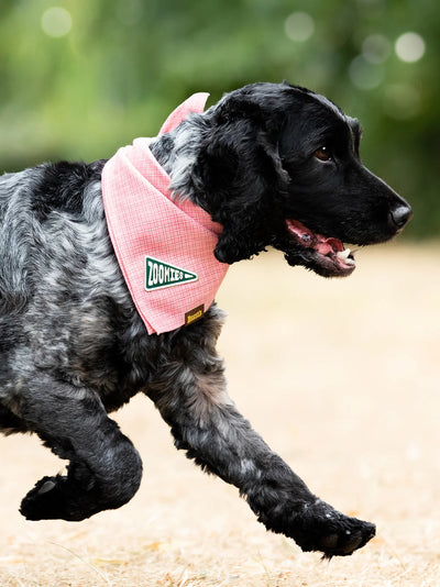 Scouts Honour Zoomies Iron-on Patch for Dogs - Radical Living