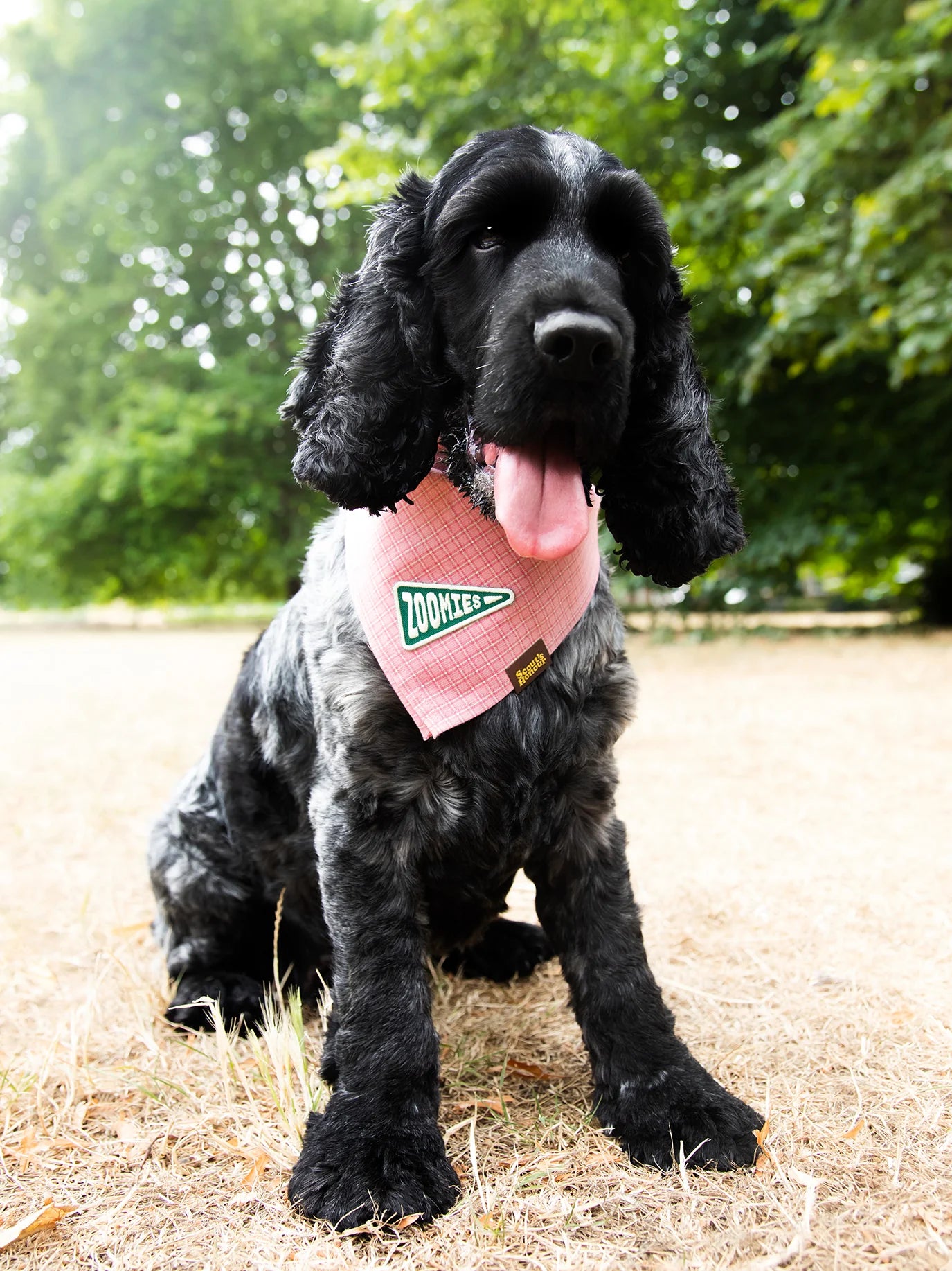 Scouts Honour Zoomies Iron-on Patch for Dogs - Radical Living