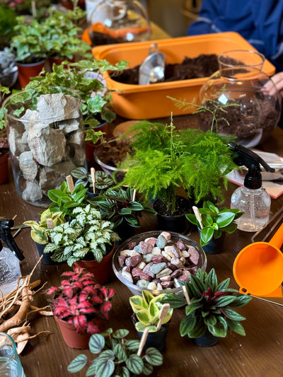 Closed Terrarium Workshop | Sunday 8th June @ 11am - Radical Living