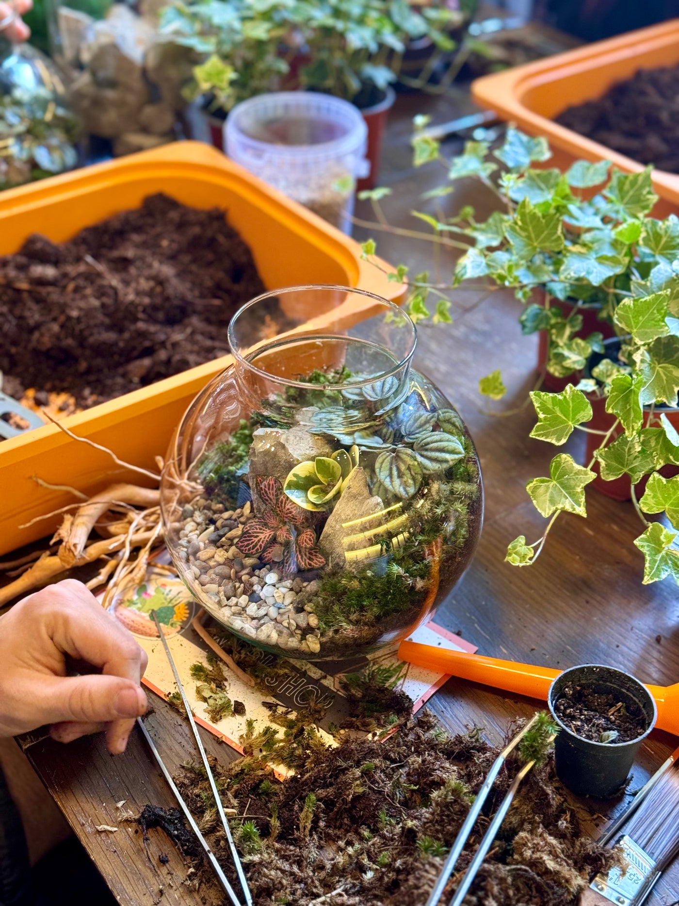 Closed Terrarium Workshop | Sunday 8th June @ 11am - Radical Living