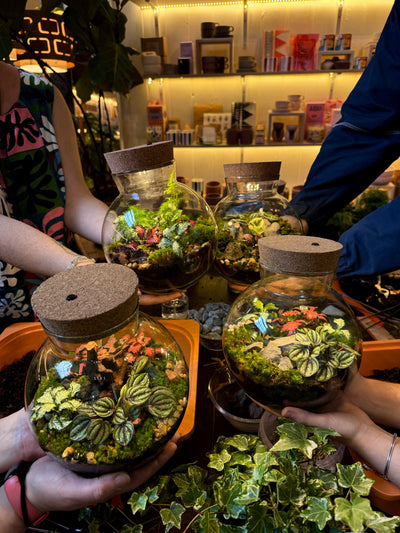 Closed Terrarium Workshop | Sunday 8th June @ 11am - Radical Living
