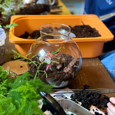 Closed Terrarium Workshop | Sunday 8th June @ 11am - Radical Living
